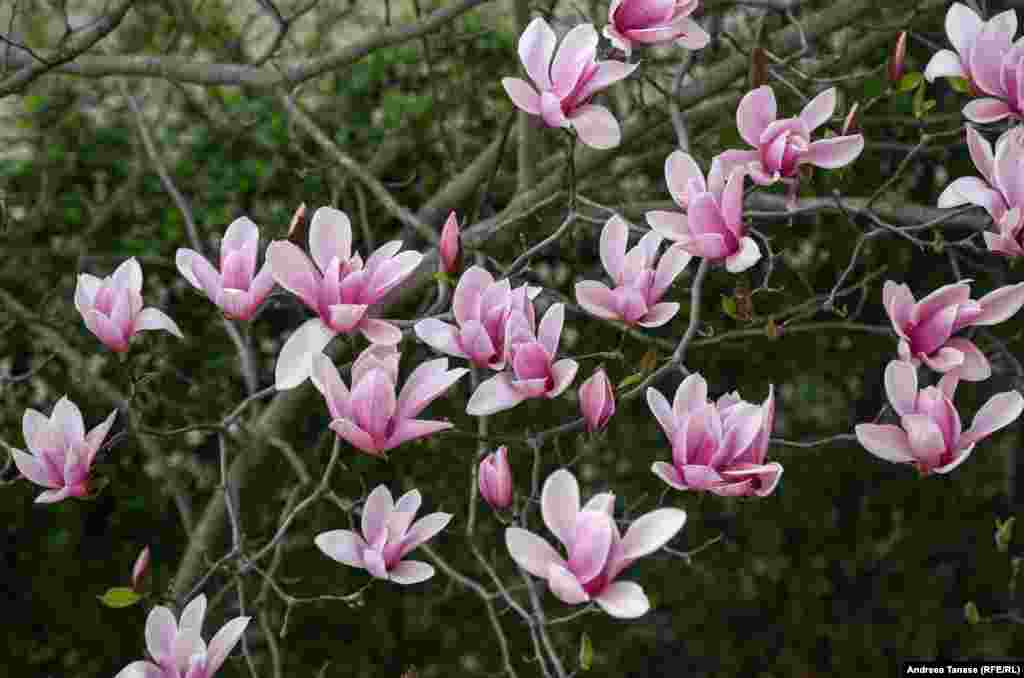 În lume există peste 70 de specii de arbuști de magnolia.