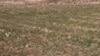 د ارزګان د غنمو یوه کرونده 