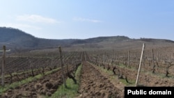 Nagorno-Karabakh - A vineyeard near Chartar, March 22, 2023.