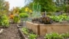 Raised garden bed plot of a community garden. Multi Level wooden planter boxes filled with vegetables and flowers