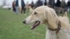 Kyrgyzstan-Taigan-Kyrgyz Sighthound