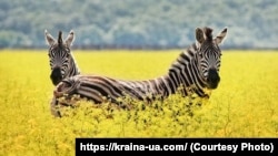Заповідник «Асканія-Нова»
