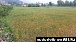 کروندګر وایي بې وخته بارانونه د غنمو فصل ډېر اغېزمن کړی دی.