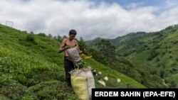 Në kërkim të një jete më të mirë: Emigrantët afganë punojnë në plantacione çaji në Turqi