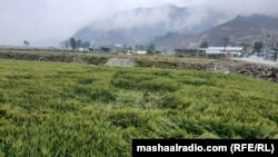 په سوات کې باران او سیلۍ فصلونه زیانمن کړي دي ـ د اپرېل ۲۷مې انځور.