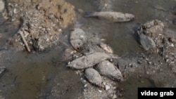 Hiljade riba uginulo je u akumulacionom jezeru Kahovka a Ukrajina je pokrenula istragu ekocida nad branom