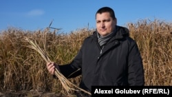 Anatolii Sandu în hectarul cu miscanthus al Institutului de Genetica