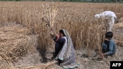 ګروندګر وایي سږکال یې ښه غنم شوي خو حکومت له بهره غنم وارد کړل چې ورسره نرخونه ډېر ټیټ شول ـ انځور له ارشیفه.