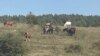 Ugrožene su životinje jer su svi vodotoci presušili, Pešterska visoravan na jugozapadu Srbije, 11. avgust 2024.