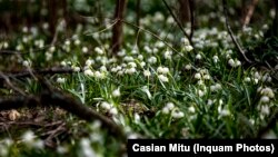 گلهای بهاری در زمستان رومانی