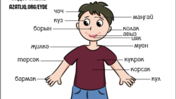 Тест: тән