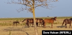 Familia cailor „evadați”.