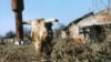 Image result for "Анатоль Рубінаў"