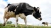 Vacile, porcii și oile sunt cele mai expuse animale la contactarea febrei aftoase.
