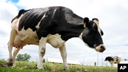 Vacile, porcii și oile sunt cele mai expuse animale la contactarea febrei aftoase.