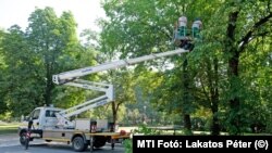 Fát gallyaznak egy emelőkosaras járműből a Főkert munkatársai a Margitszigeten