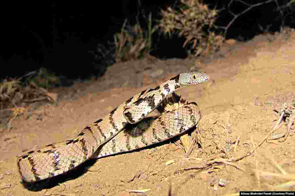 نام علمی: Telescopus fallax، نام فارسی: سوسن مار، نام انگليسی: Mediterranean Cat Snake، اندازه: کل طول ۷۴ سانتيمتر، زيستگاه: اين مار در مناطق کوهستانی، خشک و بيابانی زندگی می کند، پراکندگی در ايران: استان های مرکزی، تهران، البرز، اصفهان، سمنان، آذربايجان شرقی، آذربايجان غربی، ‌اردبيل، همدان، سيستان و بلوچستان، ‌زنجان، قزوين و قم، این مار نیمه سمی است