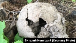 Один из черепов, найденный в Царском Селе