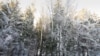 Image result for Булька