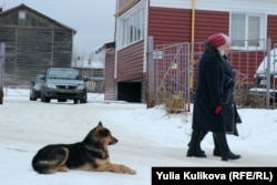 Бездомный пес, Ухта