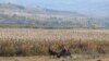 Diana Crudu: „Agricultura Republicii Moldova rămâne cenușăreasa economiei, subfinanțată”
