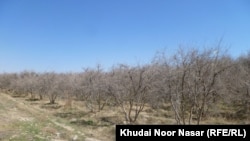 د بلوچستان پښتنو اقتصاد تر ډېره پر کرکېله تکیه لري چې اوبه ورته په برېښنا راباسي