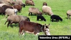 Moldova -- Telenești