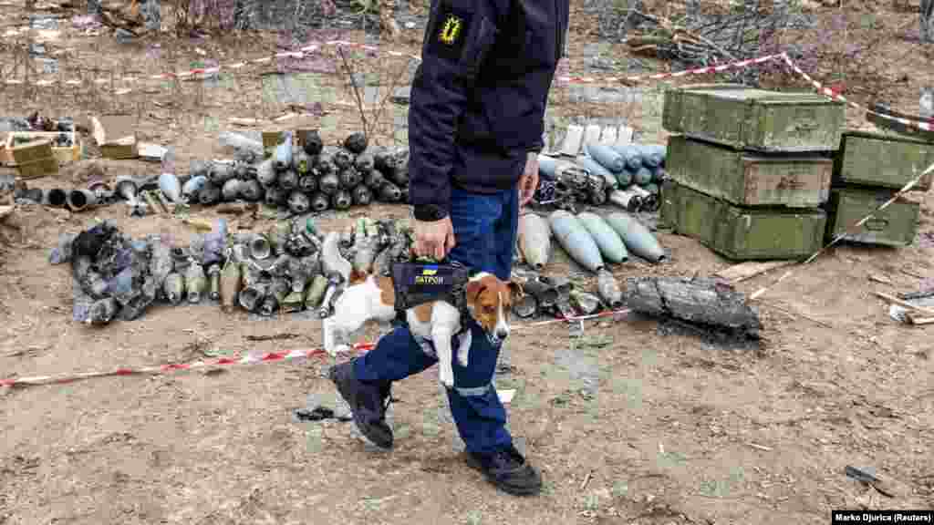 Un membru al unei echipe de eliminare a munițiilor explozive (EOD) poartă cu sine câinele Patron, decorat de președintele Zelenski pentru că a ajutat la neutralizarea a sute de mine. Fotografie din 6 aprilie 2022.