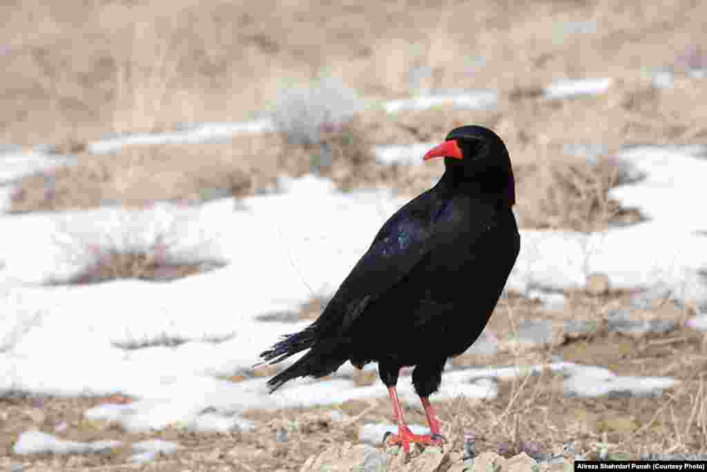 زاغ نوک سرخ با نام علمی: Red billed Chough، طول بدن ۳۹ سانتيمتر، زيستگاه: مناطق کوهستانی و صخره‌ای و در شکاف صخره‌ها لانه می‌سازند