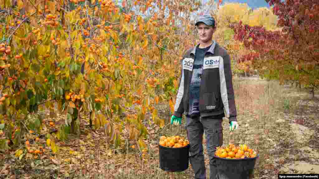 На землях «Масандри» росте не тільки виноград, але й фруктові дерева. Фото: 2019 рік