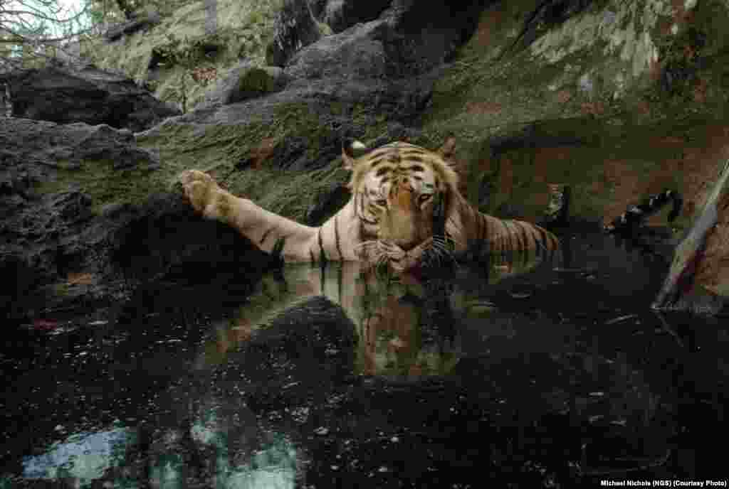 Тигрица в индийском национальном парке Bandhavgarh в 1995 году.