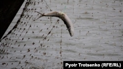 Od ispitivanih jedanaest ribljih vrsta, u sedam su pronađeni tragovi otpada