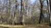 Pădurea de la Zamostea, județul Suceava, este rezervație naturală forestieră și botanică și sit Natura 2000. Peste 120 de hectare ar urma să fie ocupate de un lac de acumulare propus de Apele Române.