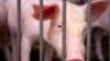 Cel mai grav focar de pestă porcină a fost depistat la o fermă din Roșcani, la mijlocul lunii martie. Acolo, toți cei peste 65 de mii de porci au fost infectați și ulterior sacrificați și înhumați.