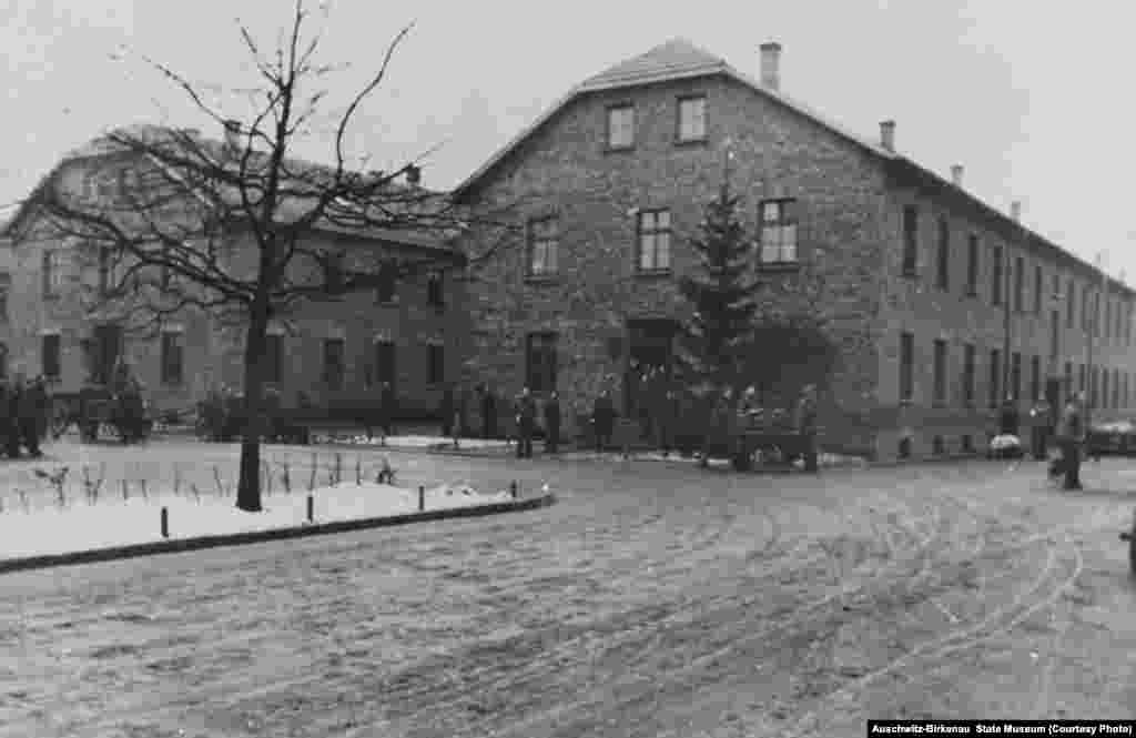 Нацисти садять ялинки на території табору біля 15-го блоку. На фото праворуч – туристи, січень 2015 року