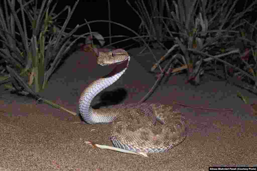 نام علمی: Cerastes gasperettii، نام فارسی: افعی شاخدار، نام انگليسی: Desert Horned Viper، اندازه: طول کل ۷۵ سانتیمتر، زيستگاه: اين مار در زيستگاه های بيابانی و نيمه بيابانی يافت می شود، پراکندگی در ايران: استان خوزستان، اين مار را با دو فرم شاخدار و بدون شاخ می توان مشاهده کرد، این مار سمی است