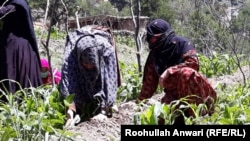 ارشیف: په نورستان کې یو شمېر مېرمنې په کرنیزه برخه کې په کار بوختې دي.