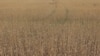 Șansele agriculturii eco: s-a reluat programul american „De la Fermier la Fermier” 