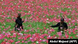 په مومندو کې پوليس د کوکنارو فصل ورانوي - انځور له ارشيفه