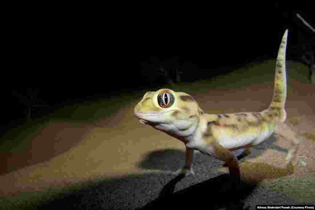 نام علمی: Teratoscincus microlepis، نام فارسی: گکوی دم پخ بلوچی، نام انگليسی: Baluch Plate-tailed Gecko، پراکندگی در ايران: استان های سيستان و بلوچستان، خراسان جنوبی و کرمان