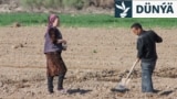Özbek daýhanlary atyzda işleýär. (arhiw suraty)