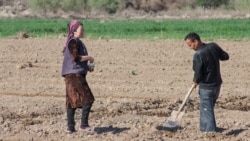 Uzbek farmers work in the field in spring in Karakalpakstan, Uzbekistan, Central Asia - April 2019