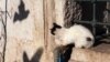 A cat watches the shadows of birds near the Ayub Mosque in Istanbul in November 1999.