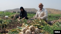  مزرعه سیر در همدان