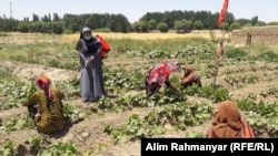 له ارشیفه د یو شمېر ښځینه بزګرانو تصویر