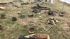 Як гуманітарна місія «Чорний Тюльпан» шукає загиблих. Фоторепортаж