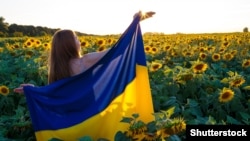 Соняшникове поле в Україні